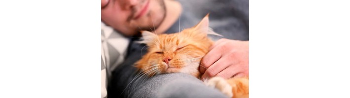 Владельцы кошек заказывают корм в интернете чаще