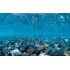 Barbus Аквариумный фон плотный двухсторонний Горная река / Зеленое море, 60 см х 15 м (Background 021)